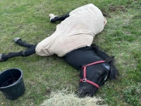 Auf dieser Weide wurden nach bisherigen Erkenntnissen zwei Junghengste auf grausame Weise misshandelt; die Polizei ermittelt.
