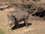Um die Ausbreitung der Afrikanischen Schweinepest zu verhindern, suchen Teams nun auch auf Privatgrundstücken nach verendeten Wildschweinen.