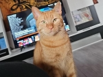 Der Kater ist orange getigert und sehr scheu.
