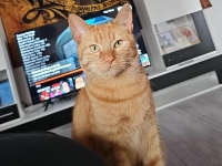 Der Kater ist orange getigert und sehr scheu.