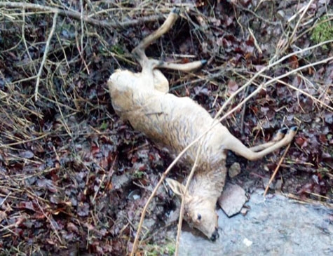 Diese Ricke wurde am 3. März in einem Bachlauf in der Nähe von Eimelrod gefunden. Das Stück weist Bissverletzungen am Genick und am Kopf auf.