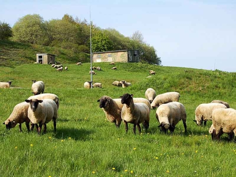 In Kassel-Wolfsanger wurden acht Schafe, darunter mehrere Lämmer auf einer Wiese geschlachtet.
