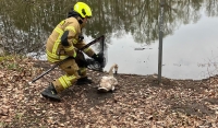 Ein Schwan wurde in Paderborn aus dem Gleisbereich im Bereich der Fischteiche gerettet.