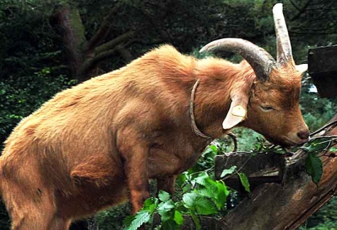 Ziegen an der Bundesstraße 485 erregen wöchentlich die Gemüter.