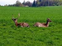 Bis auf wenige Meter konnte sich dieser Fotograf den Tieren bei Deisfeld nähern.