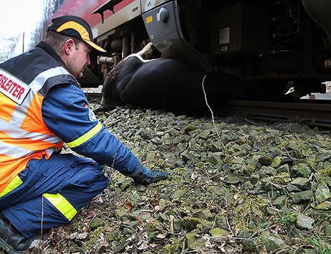 Ein Rind wurde am 31. März 2019 auf der Strecke zwischen Bad Arolsen und Volkmarsen von einem Triebwagen der Bahn erfasst und tödlich verletzt.