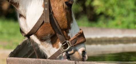 Bei hohen Temperaturen brauchen Tiere auf der Weide ausreichend Wasser und Schatten.