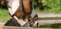 Bei hohen Temperaturen brauchen Tiere auf der Weide ausreichend Wasser und Schatten.
