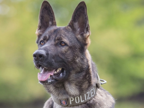 Am 17. Juli 2025 rammte ein Rollerfahrer in Kassel beim Fluchtversuch einen geparkten Streifenwagen. Der 24-Jährige wurde anschließend von Polizeihund Maverick gestellt.