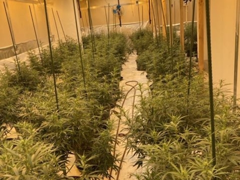 Rund 300 Cannabispflanzen entdeckte die Polizei am 17. September 2026 in einer Lagerhalle in Borken.