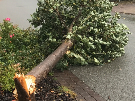 Ein Kirschbaum wurde in Frankenberg bei einem Unfall beschädigt.