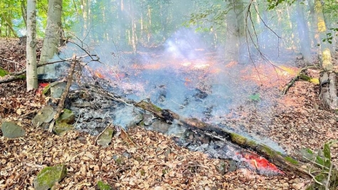 Nationalparkranger entdeckten am 28. Juli 2026 brennenden Waldboden an einem Steilhang bei Scheid und alarmierten die Feuerwehr.