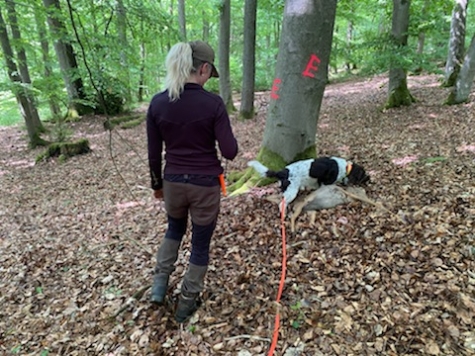 Der Deutsche Wachtelhund hat am 21. August ein Kälbchen gefunden. Das Bild zeigt den Rüden bei der Nachsuche auf Rehwild im Juni dieses Jahres.