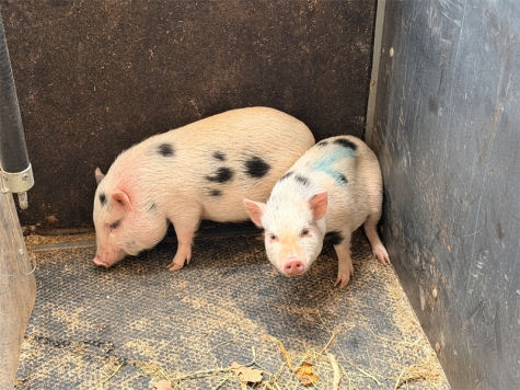 Inzwischen sind elf Mini-Schweine von einem Landwirt aufgenommen worden.