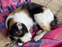 In Marsberg wurde ein verletzter Kater mit Verdacht auf Vergiftung gemeldet.